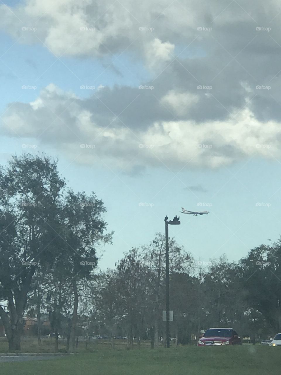 Tree, Landscape, Environment, Daylight, No Person