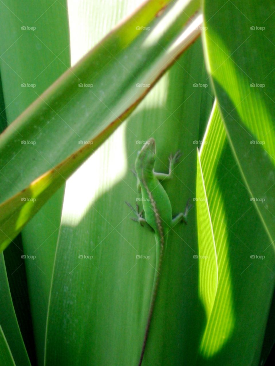 Gecko on a leaf