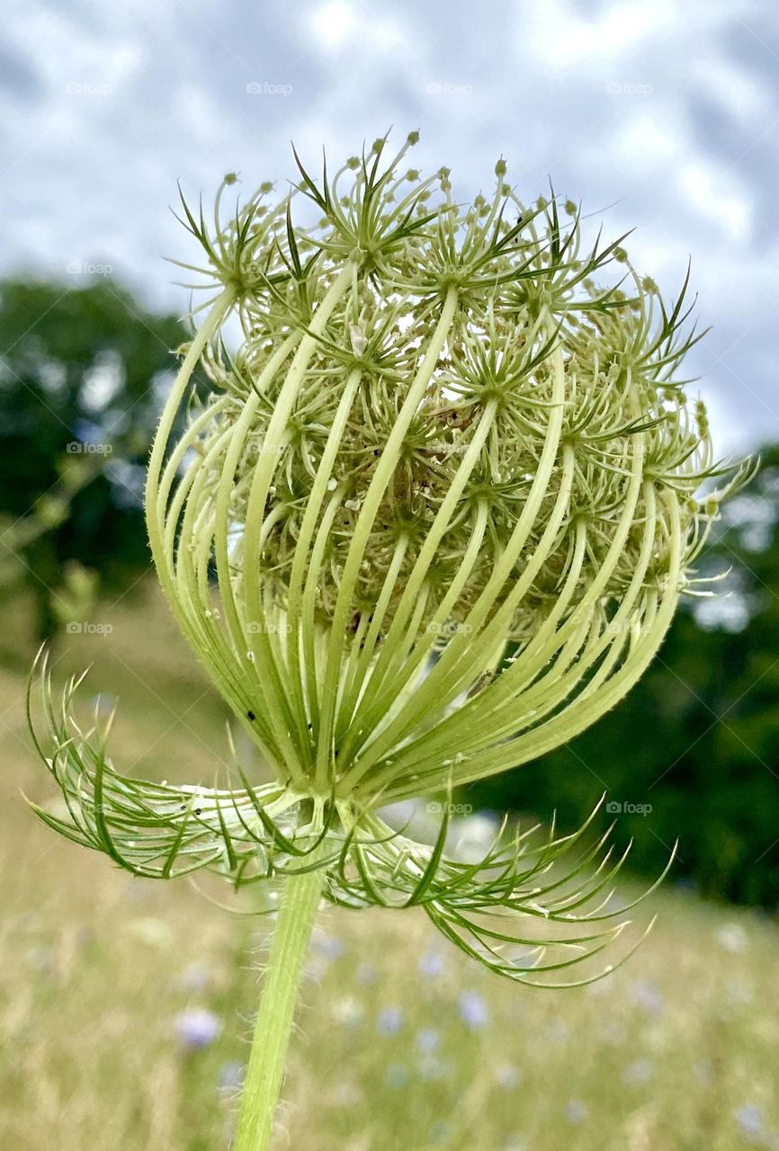 Queen Anne’s lace