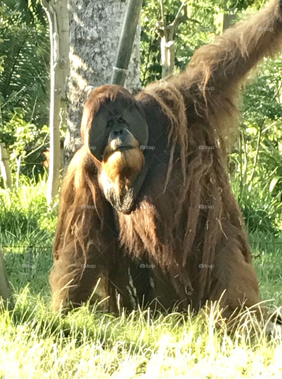 Orangutan 