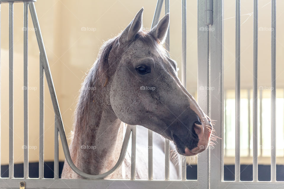 Beautiful arabian horse at the stables