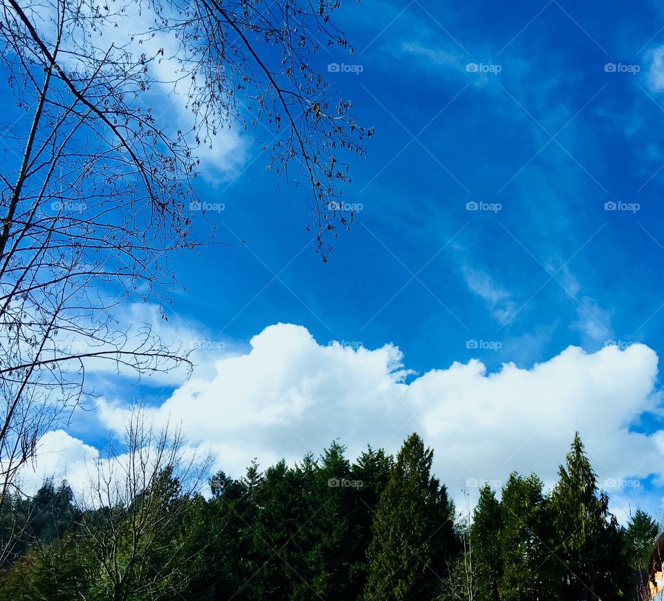 Spring blue sky pine trees