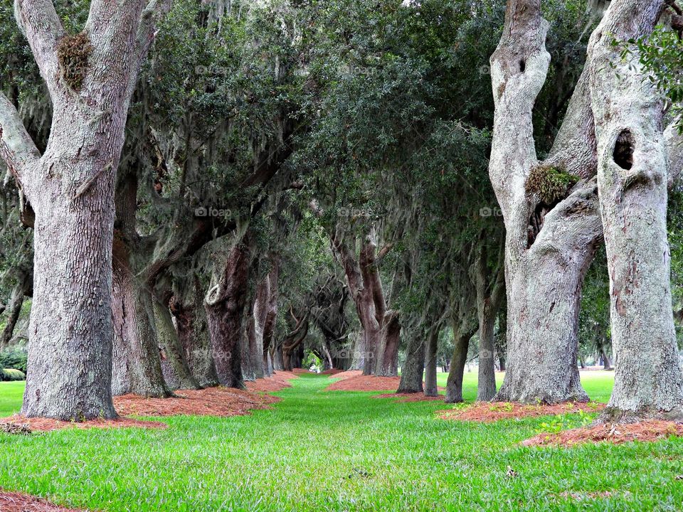 Enchanted Lens: Exploring the Magic forest - The Magical Forest is a place beyond the safety and familiarity of the town. It represents the unknown where anything can happen. occasionally sunset take place