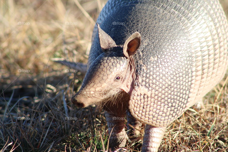 armadillo looking at camera