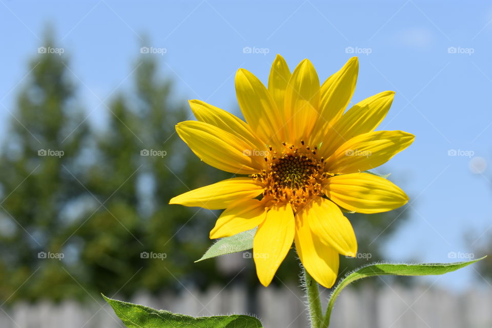 Planted my sunflower and watched it grow.