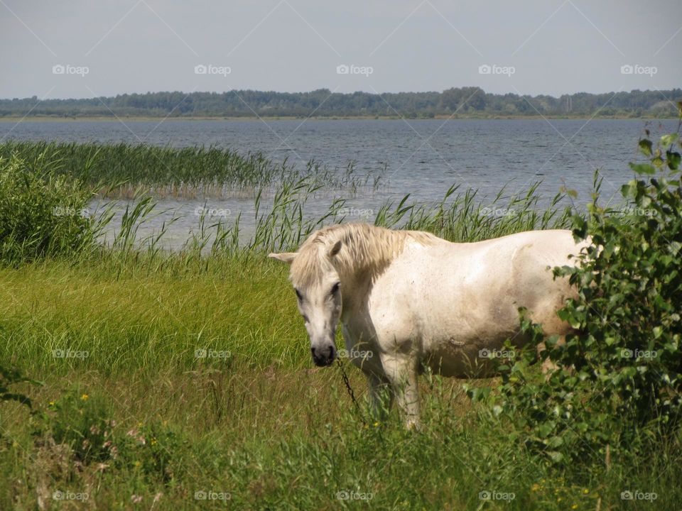 White horse on the background of the lake