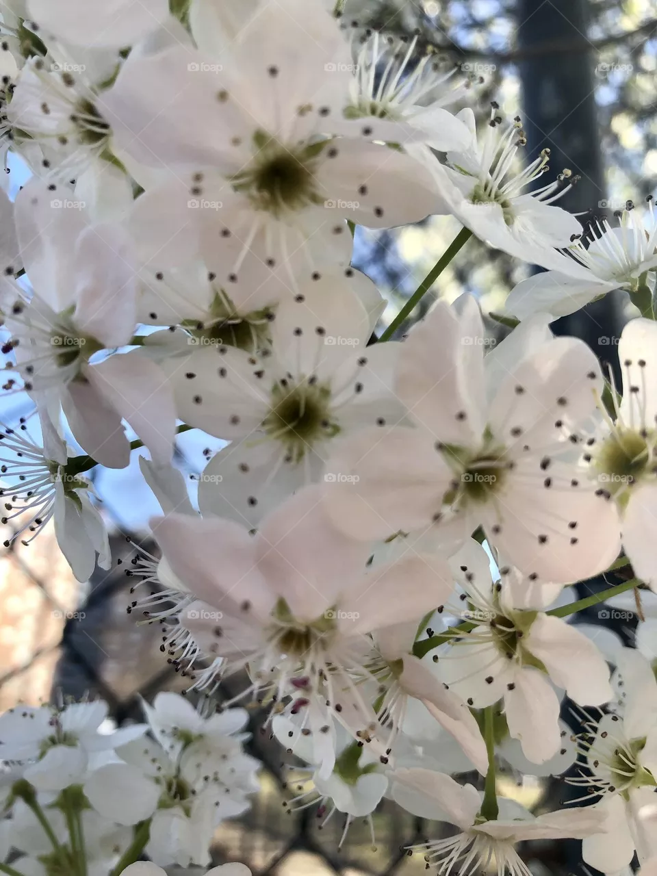 Delicate flowers of the cherry trees 