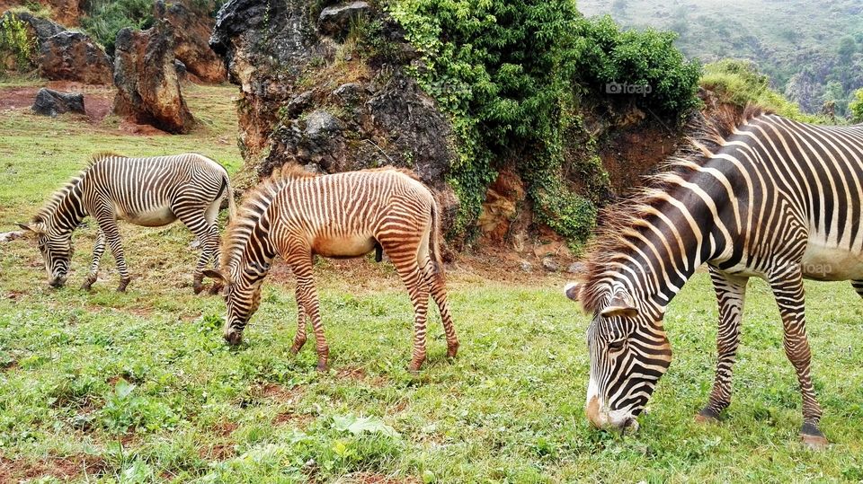 three zebras eating grass in the prairie