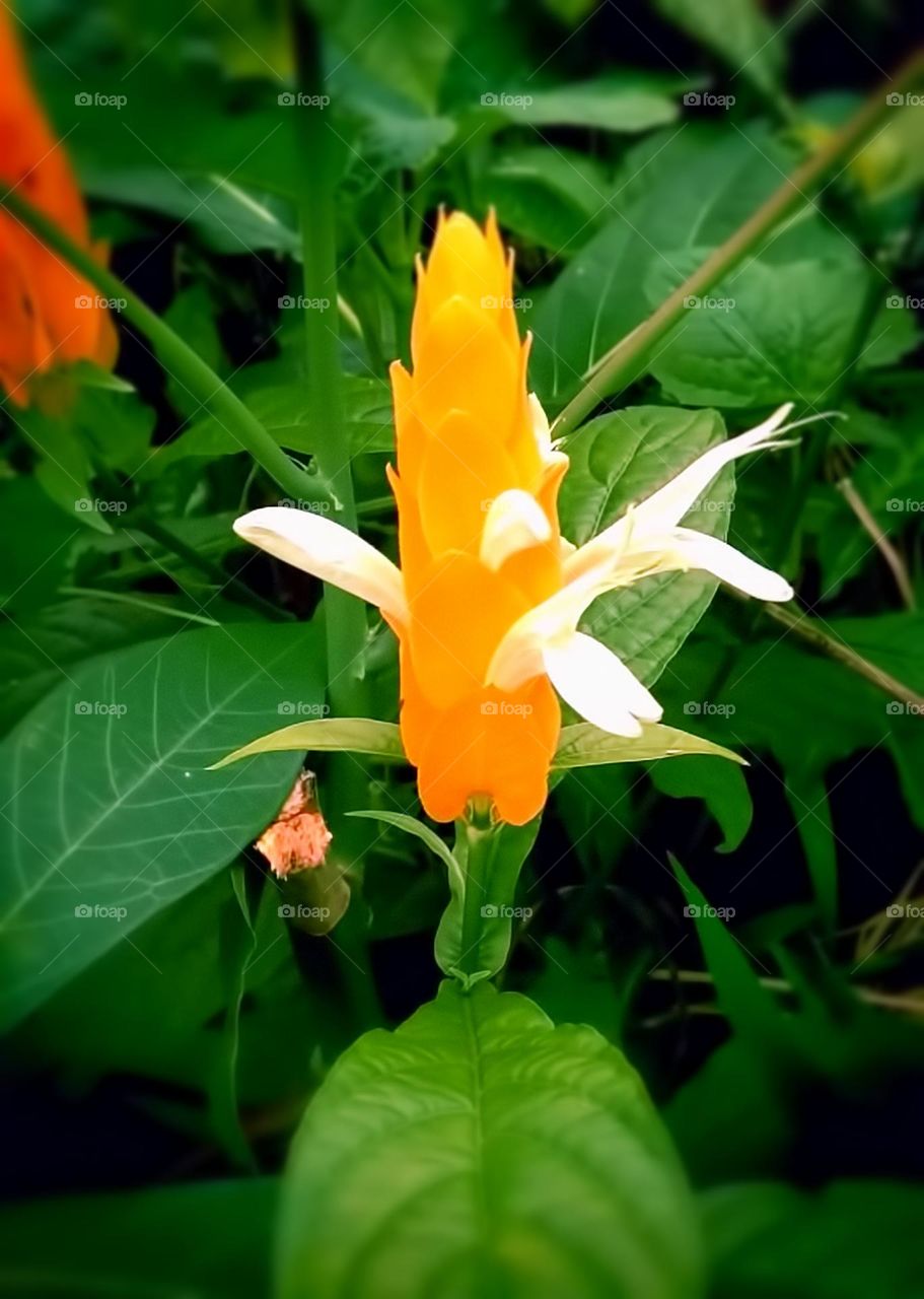 Pachystachys lutea, known as the golden shrimp plant or lollipop plant. Captured February, 7th 2023-Rantepao Toraja Utara