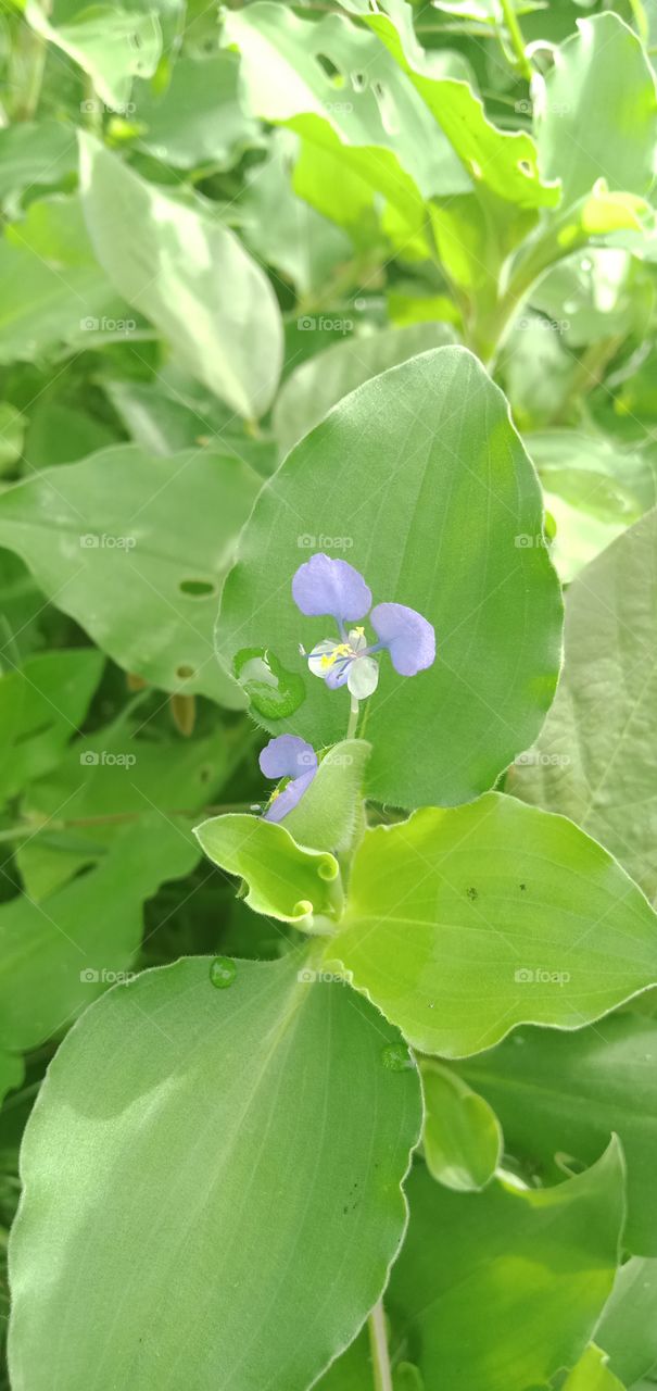 Cute Little Flower's