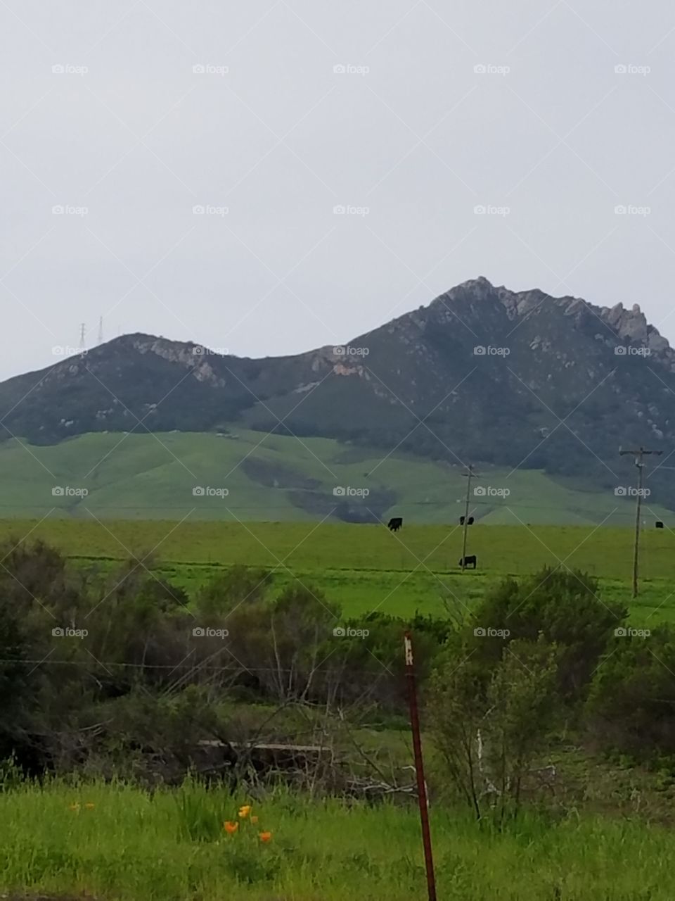 Hills and Cows