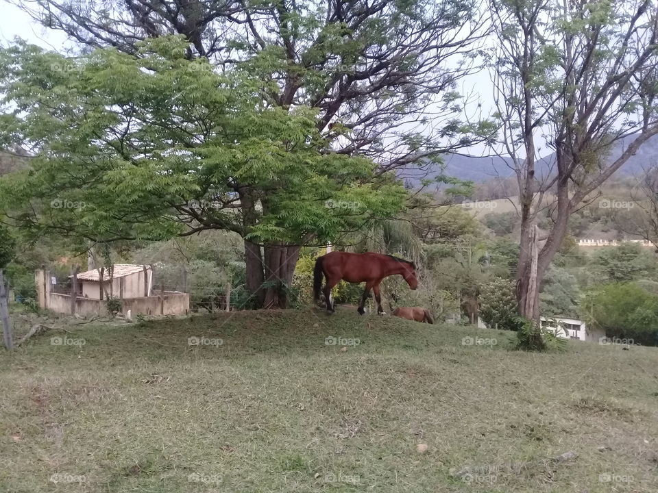 Cavalo da Fazenda Ermida pastando tranquilamente numa tarde bucólica.