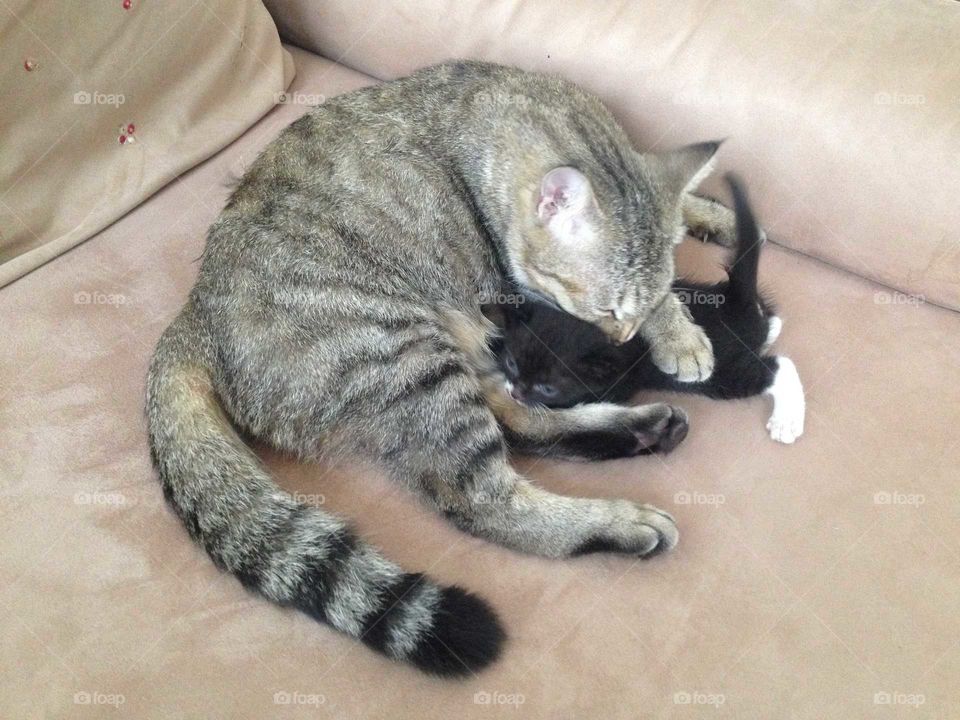 Lovely cat and kitten