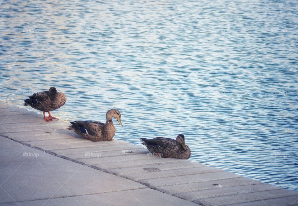 three Mallard duck on the side of the pond