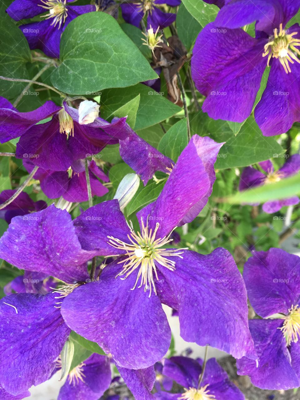 Violet flowers