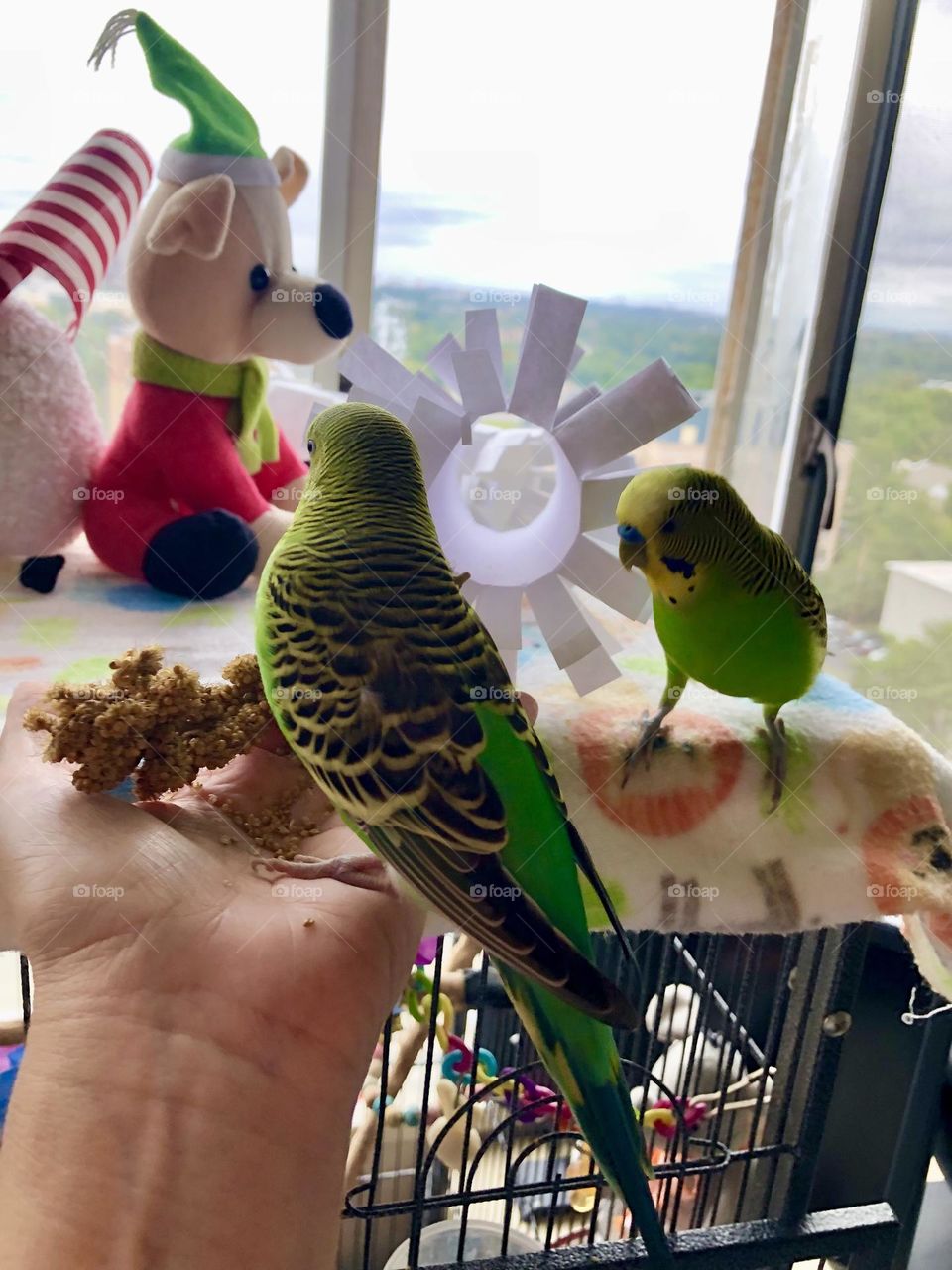 Feeding the parquets from hand ✋🦜
