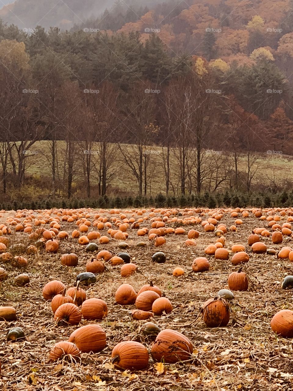 Field of pumpkin 