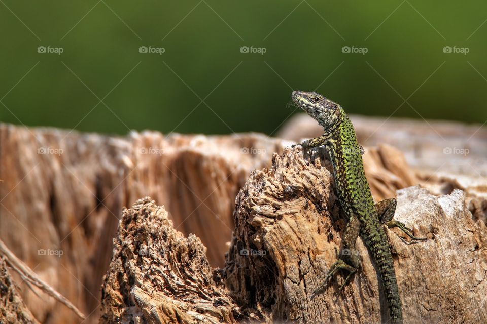Close-up of a lizard on rock