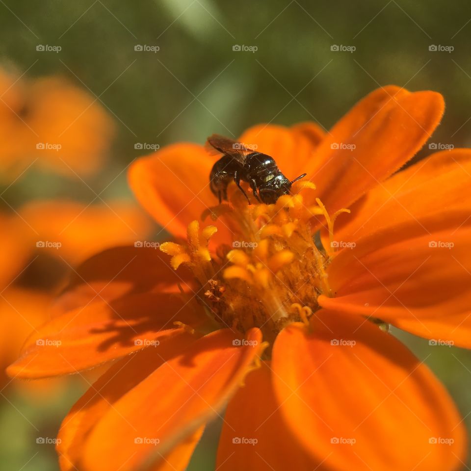 Stingless bee sucking on honey