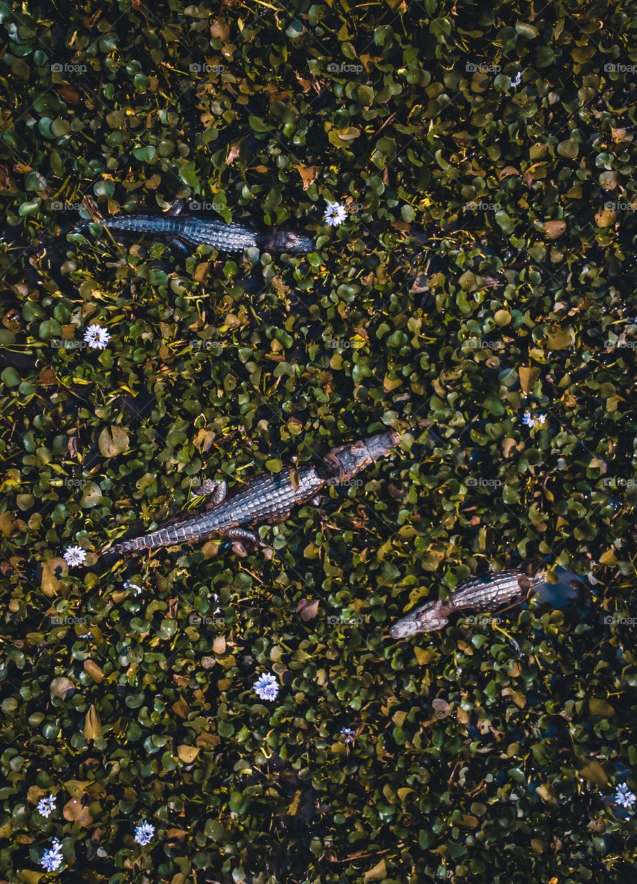 Brazilian Pantanal Alligators