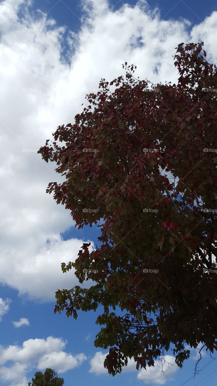 first fall leaves