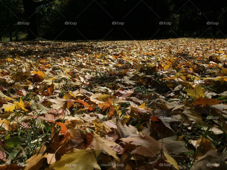 Fall leaves 