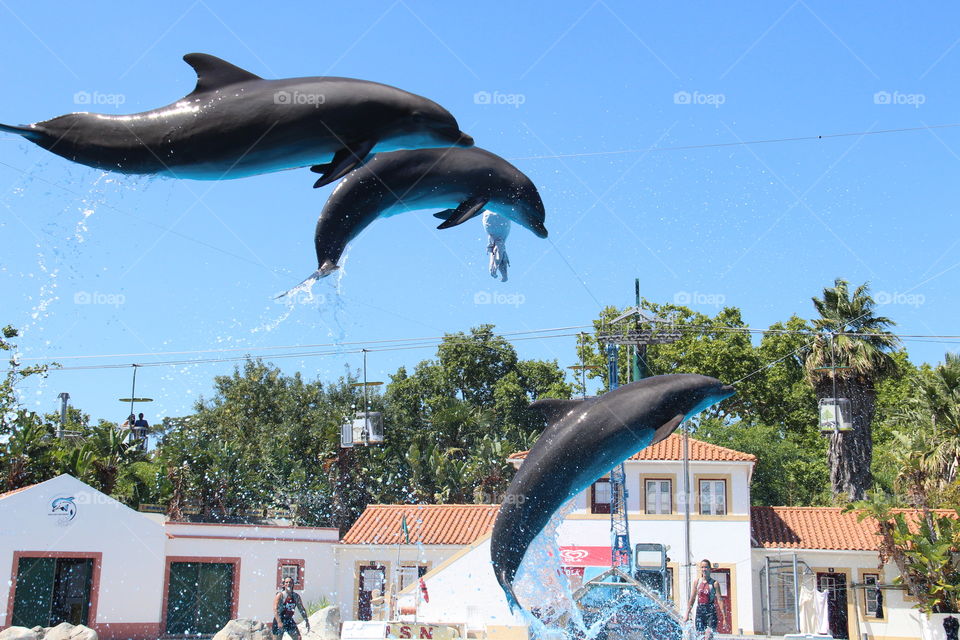 dolphins jump at Lisbon zoo. dolphin show in Lisbon zoo
