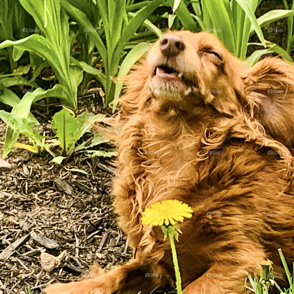 Charlie; the flowers lover 😂