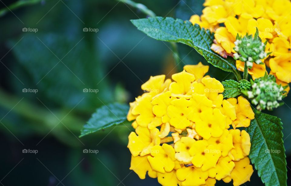 Yellow Lantana