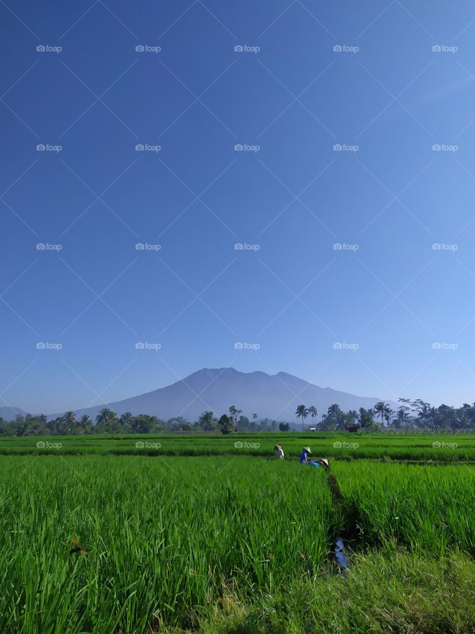 rice fields with a mountain background in Leuwisari Village, Tasikmalaya, Indonesia