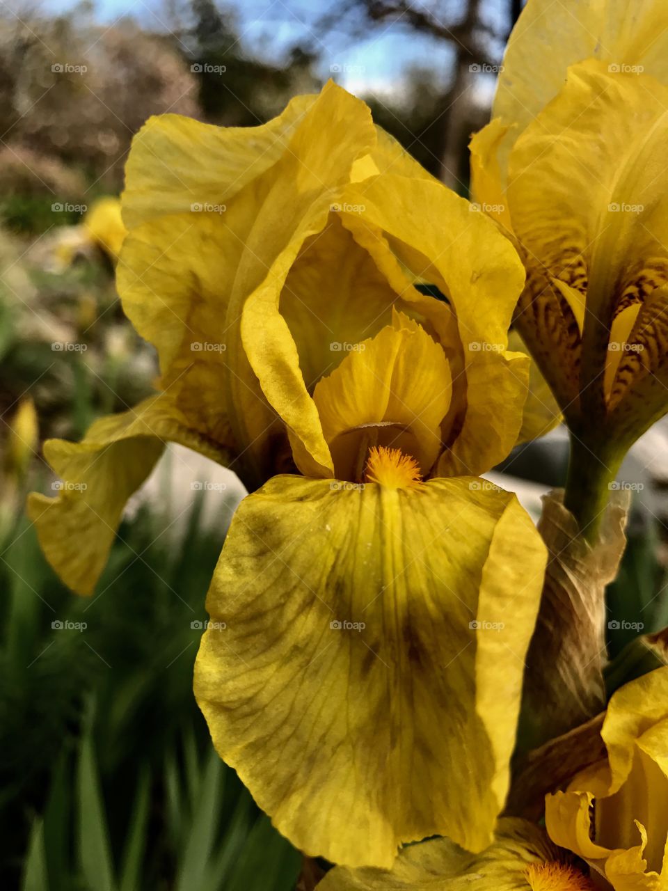 Yellow Iris Flowers in Garden 