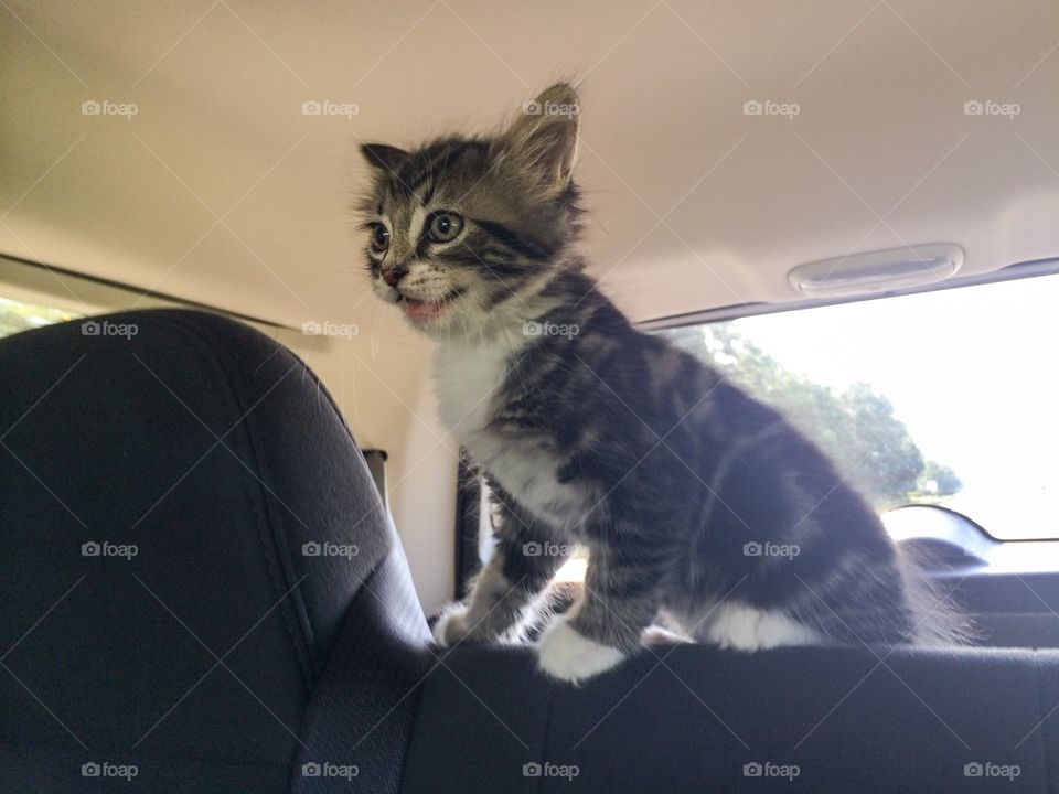 Kitten taking a ride 