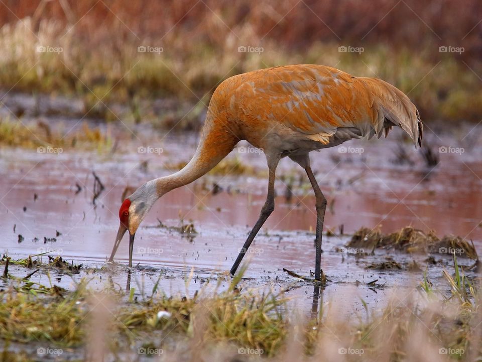 sandhill crane