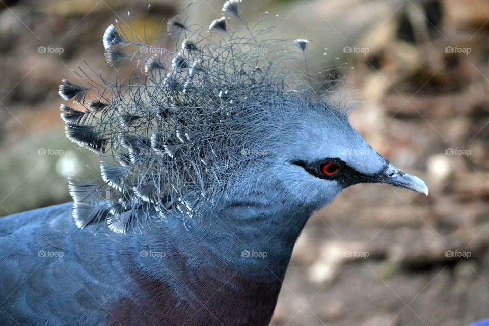 victoria crowned pigeon. love this bird