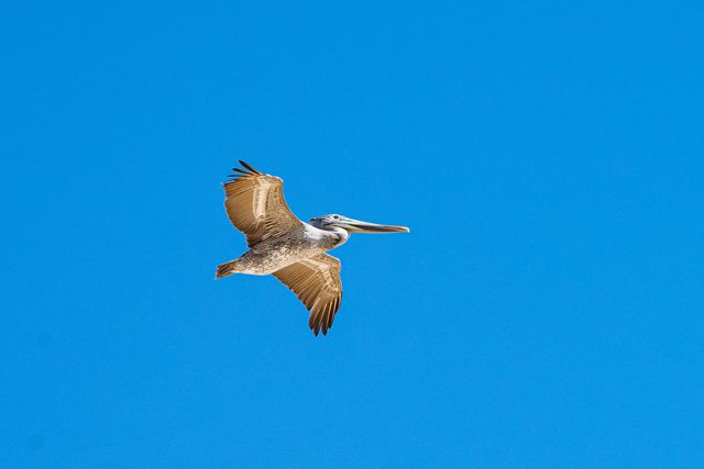 Pelican