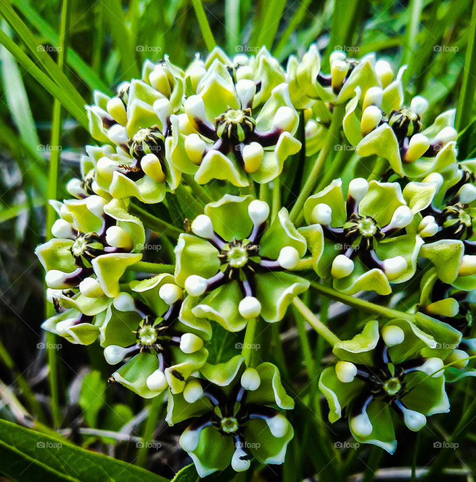 wildflowers