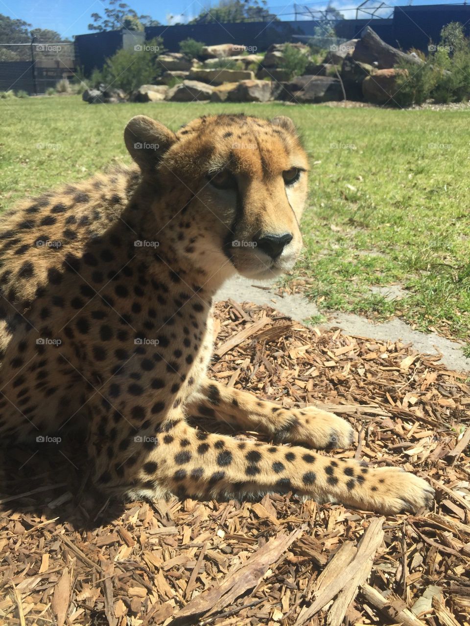 cheetah