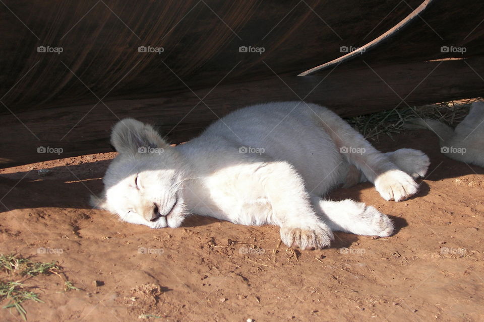 A rare white lion cub sleep through the heat of the day