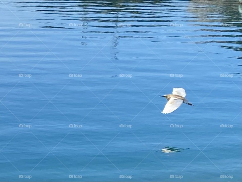 A solitary white bird against flying over a blue sea.