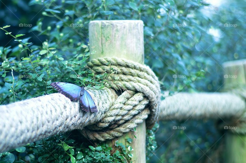 Butterfly on the bridge 