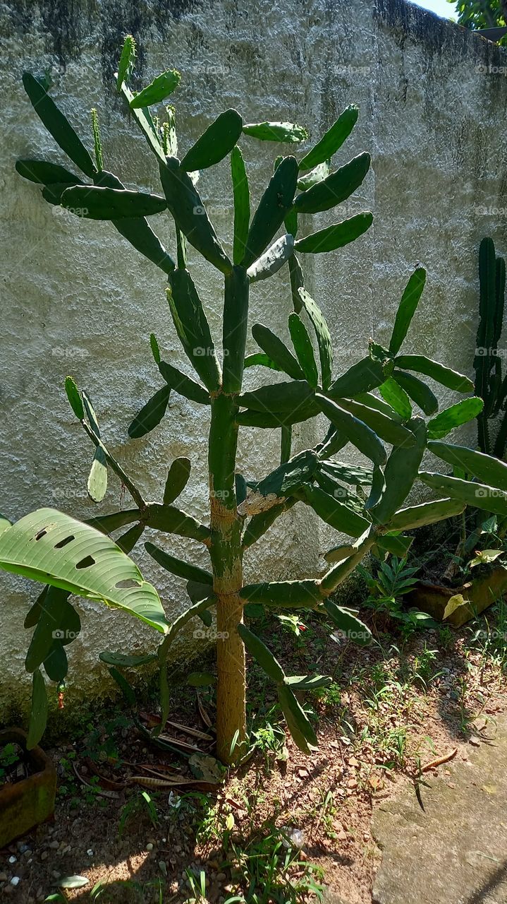 Plantas do Sertão