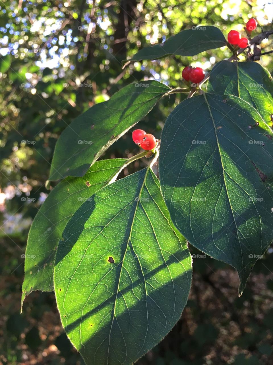 Red and green 