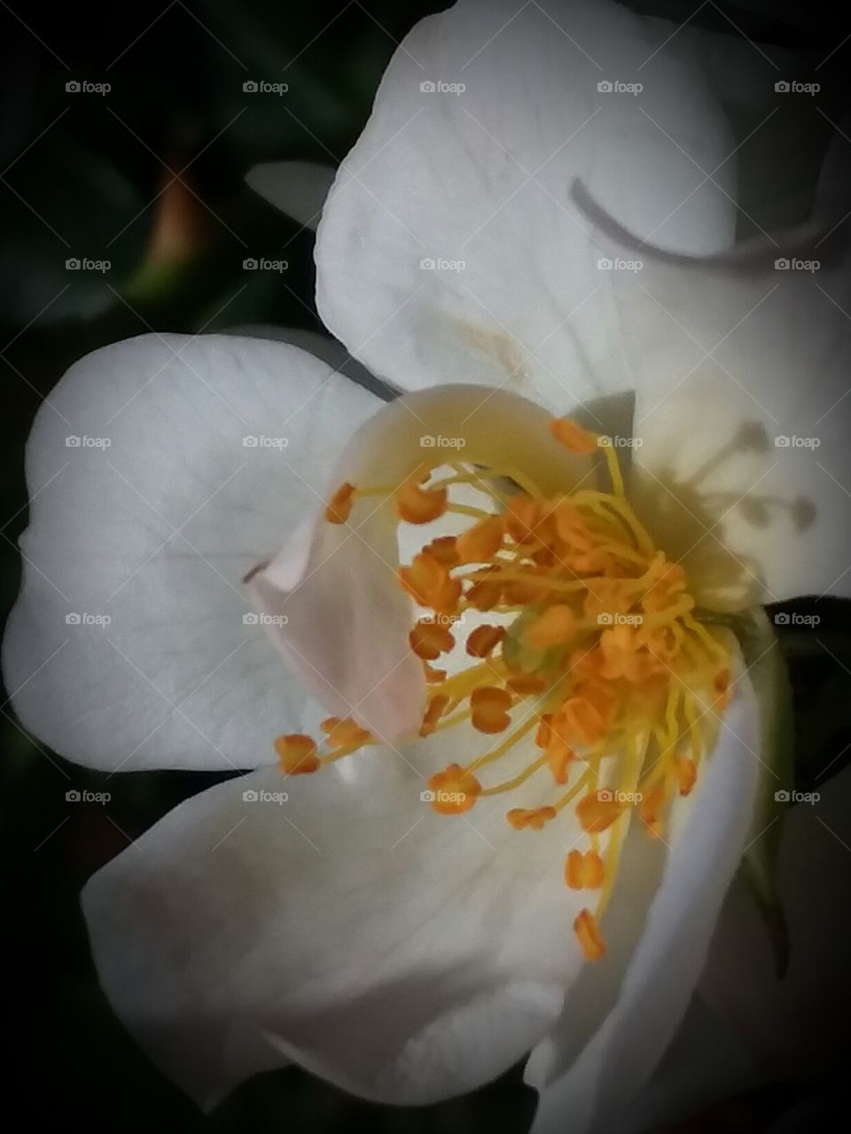 Beautiful center piece