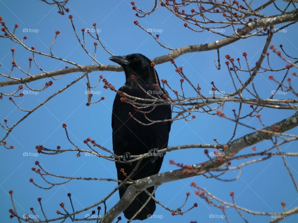 Crow among the buds