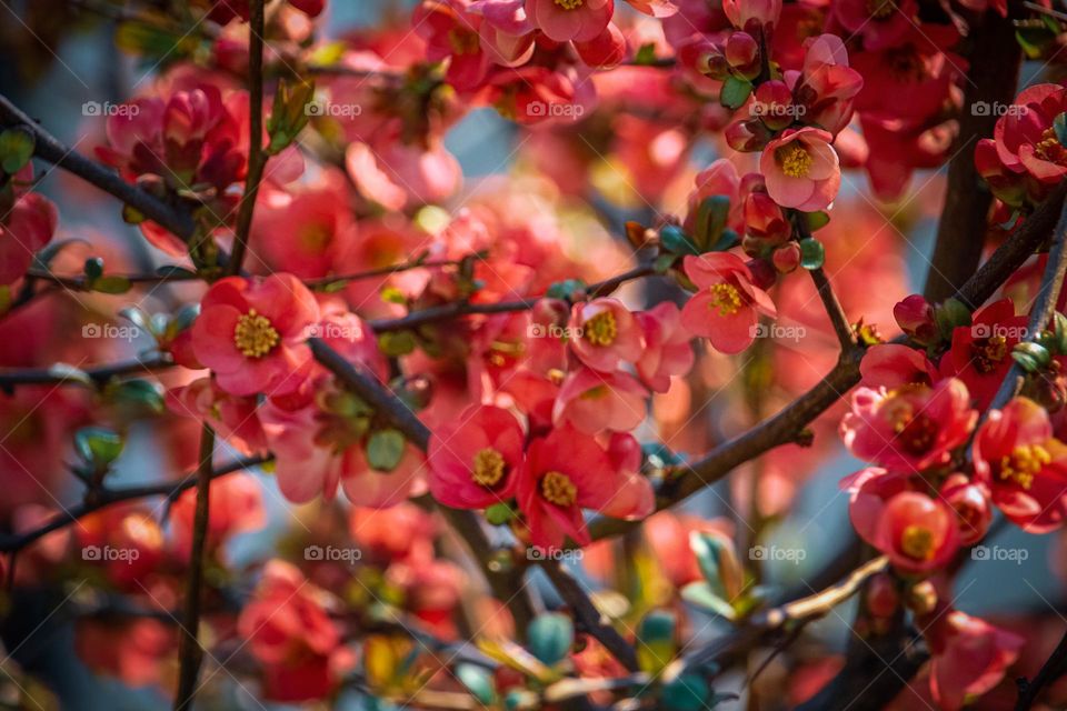 Red spring flowers