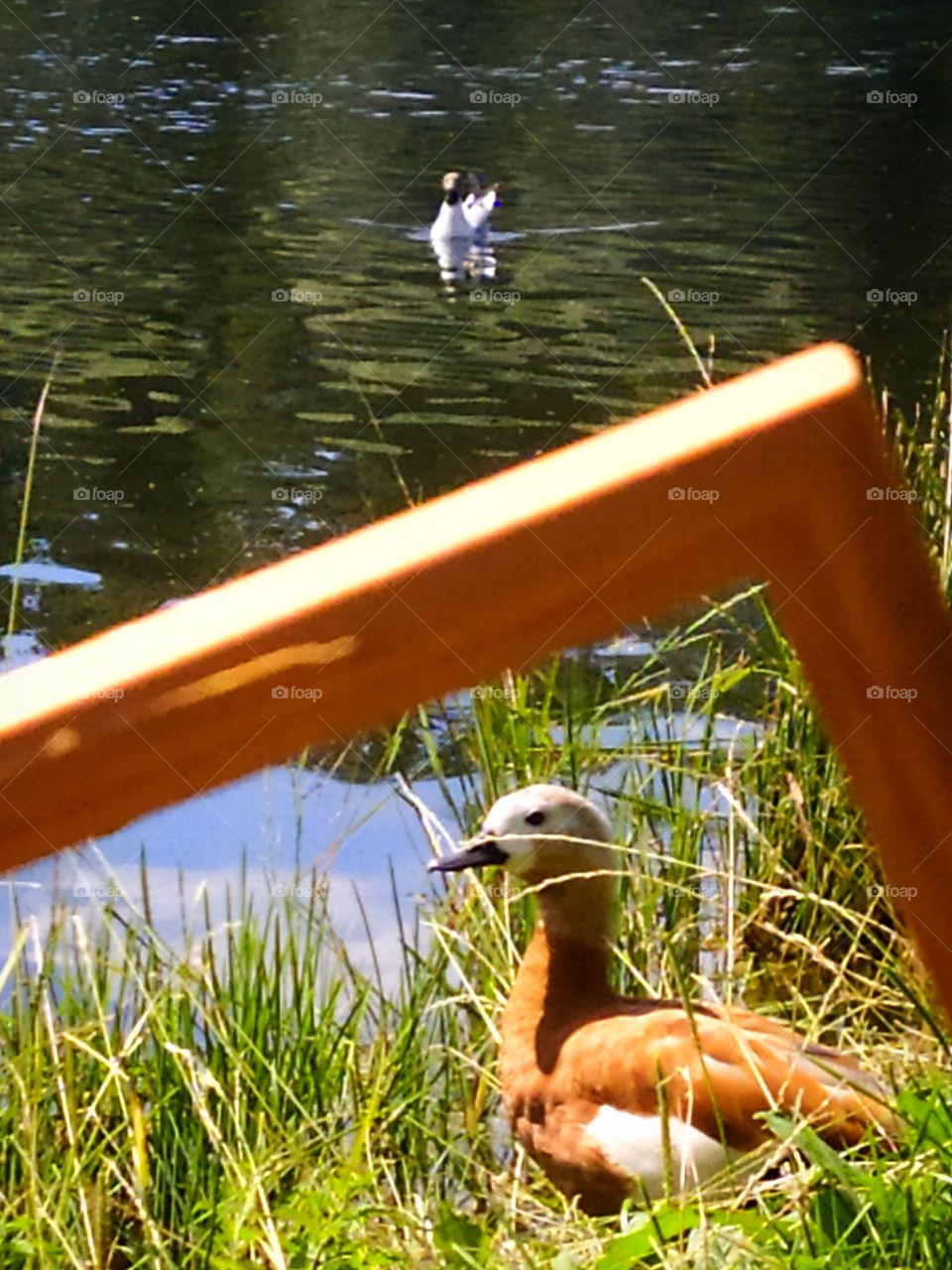 Life through a wooden frame. Duck on the shore. The seagull sails on the water