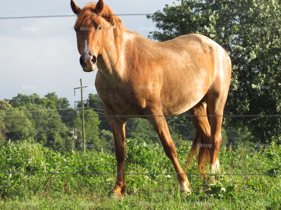 horse. beautiful horse in a field