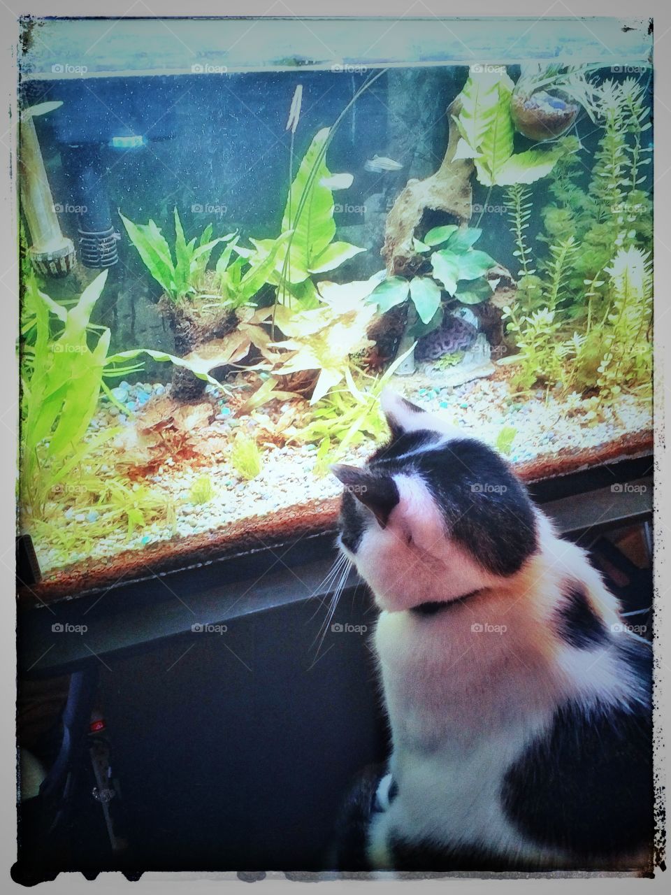 aquarium watching