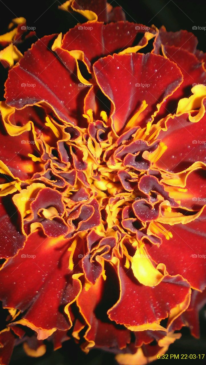 Beautiful red shaded marigold flower captured during night