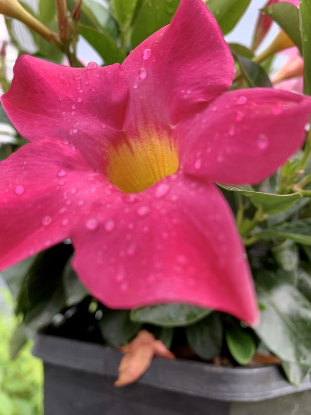 A pink flower with water droplets.